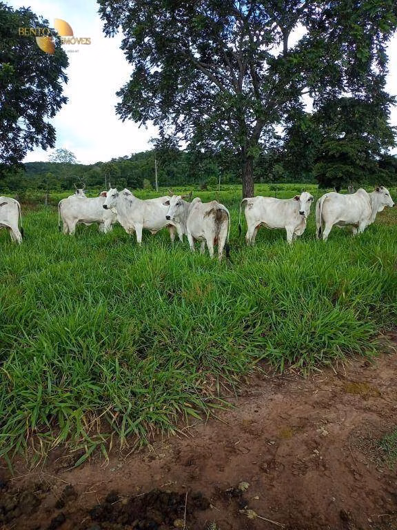 Fazenda de 100 ha em Poconé, MT