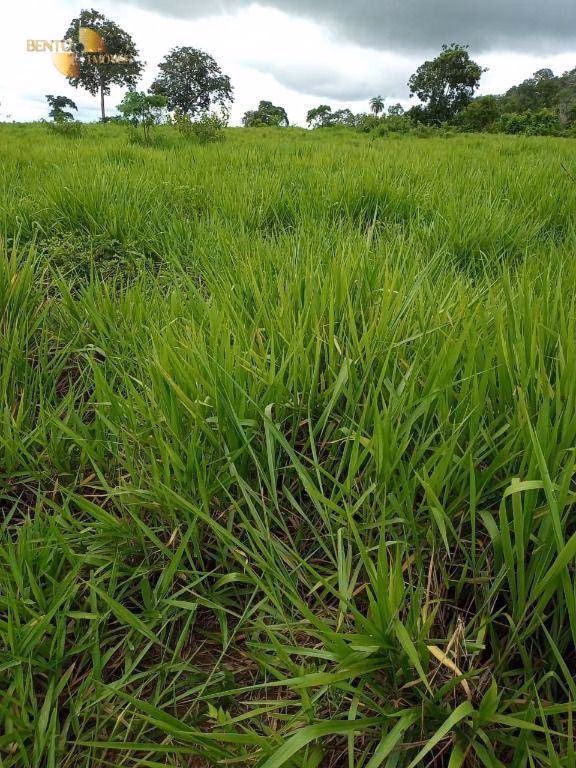Fazenda de 100 ha em Poconé, MT