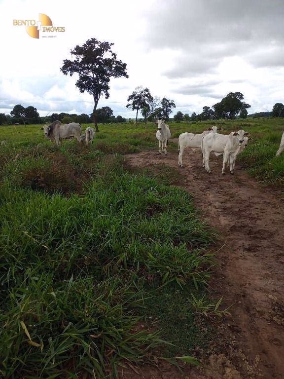 Farm of 247 acres in Poconé, MT, Brazil