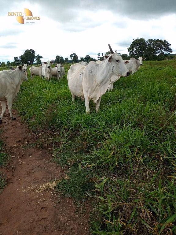 Fazenda de 100 ha em Poconé, MT