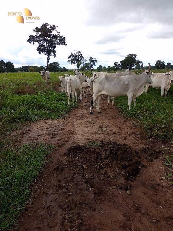 Fazenda de 100 ha em Poconé, MT