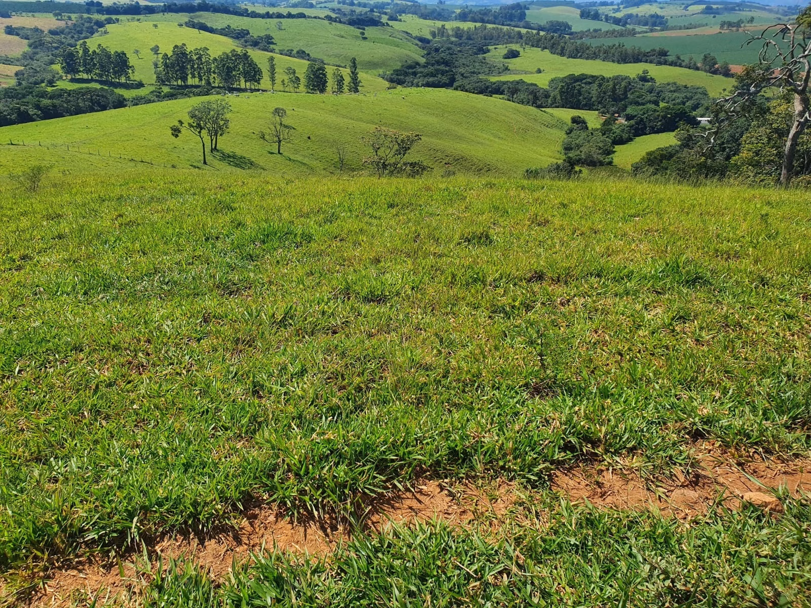 Fazenda de 248 ha em Cruzília, MG