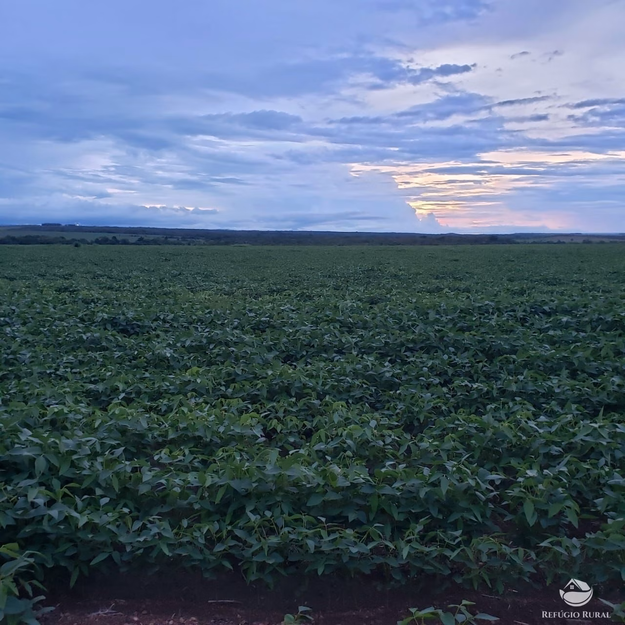 Farm of 9,318 acres in Rosário Oeste, MT, Brazil