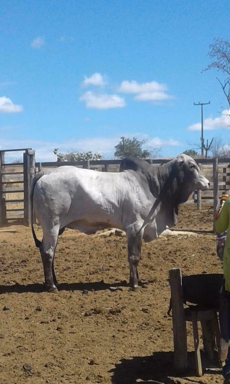 Fazenda de 580 ha em Oliveira dos Brejinhos, BA