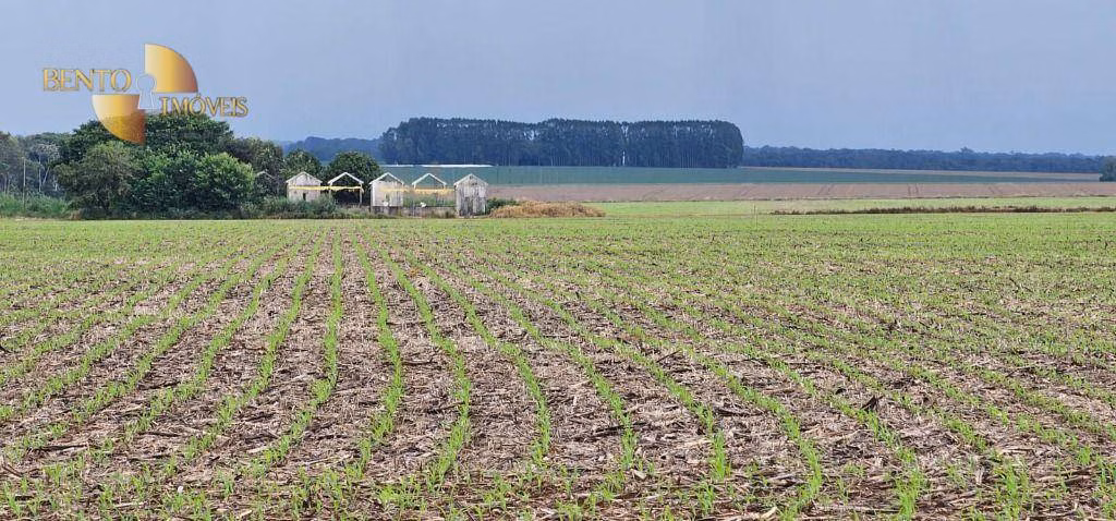 Fazenda de 310 ha em Tapurah, MT