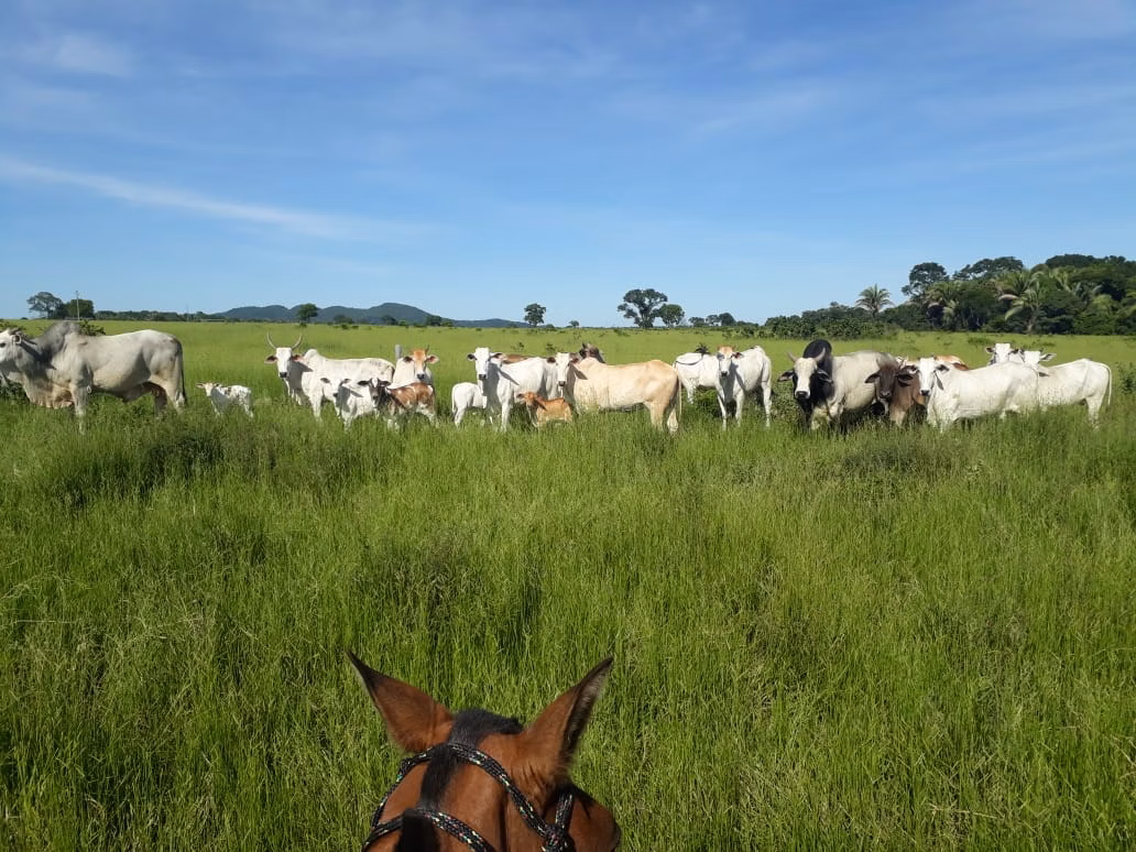 Farm of 1.359 acres in Santo Antônio de Leverger, MT, Brazil
