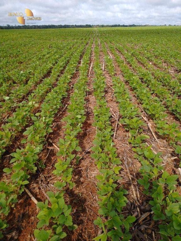 Fazenda de 5.468 ha em Nova Maringá, MT