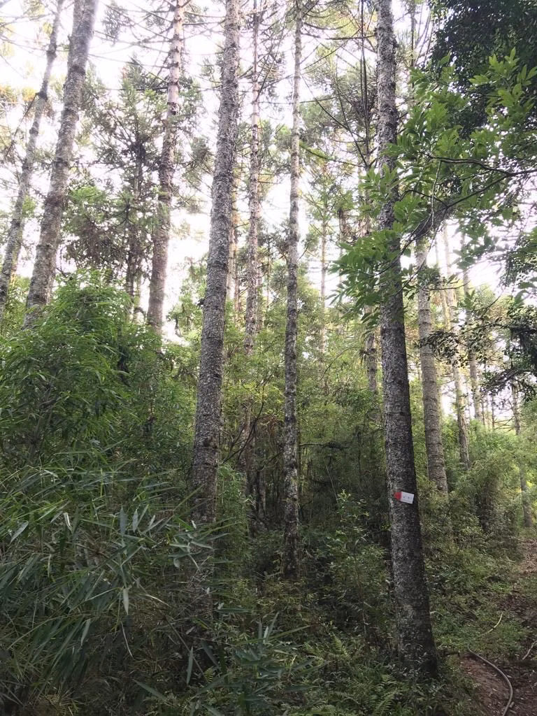 Fazenda de 361 ha em Pinhal da Serra, RS