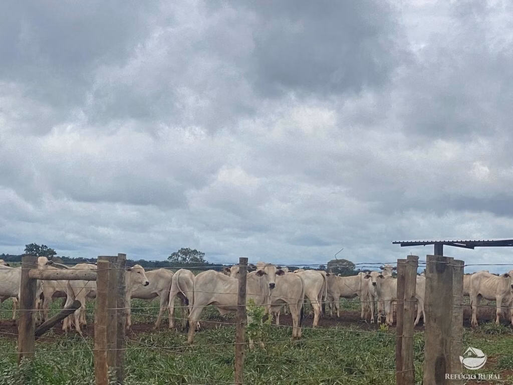 Fazenda de 8.300 ha em Chapadão do Sul, MS