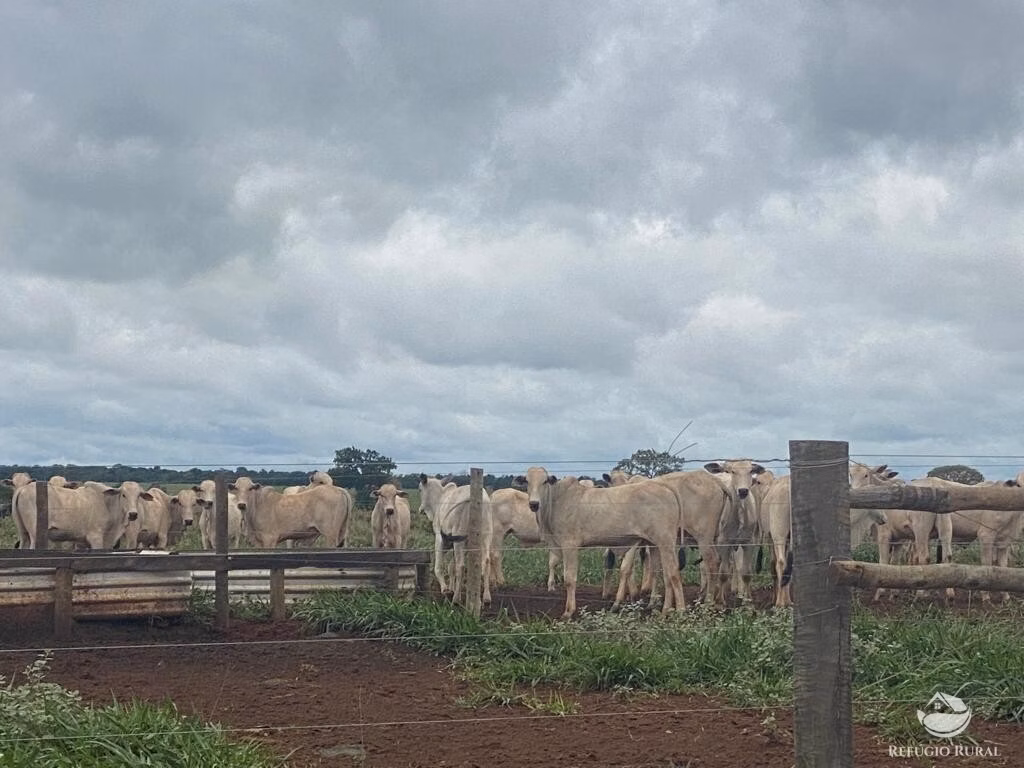 Fazenda de 8.300 ha em Chapadão do Sul, MS
