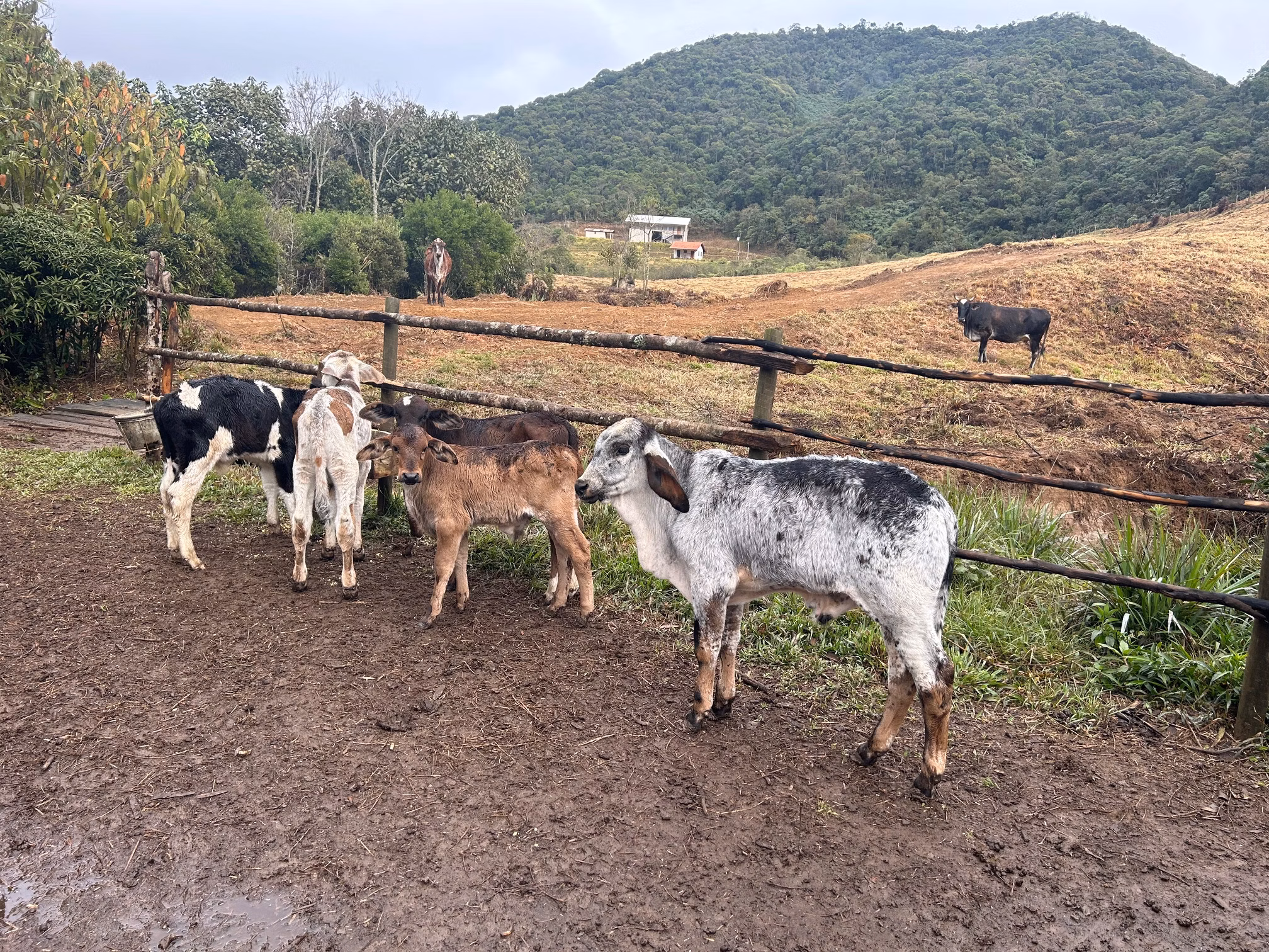 Small farm of 192 acres in Passa Vinte, MG, Brazil