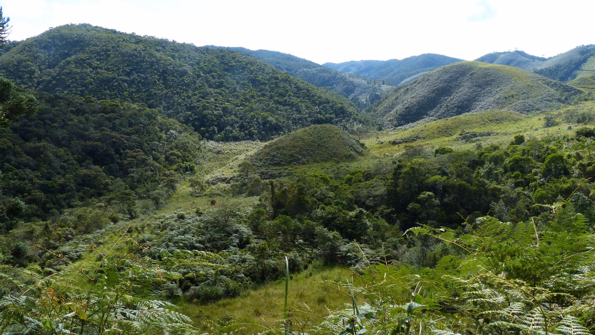 Small farm of 192 acres in Passa Vinte, MG, Brazil