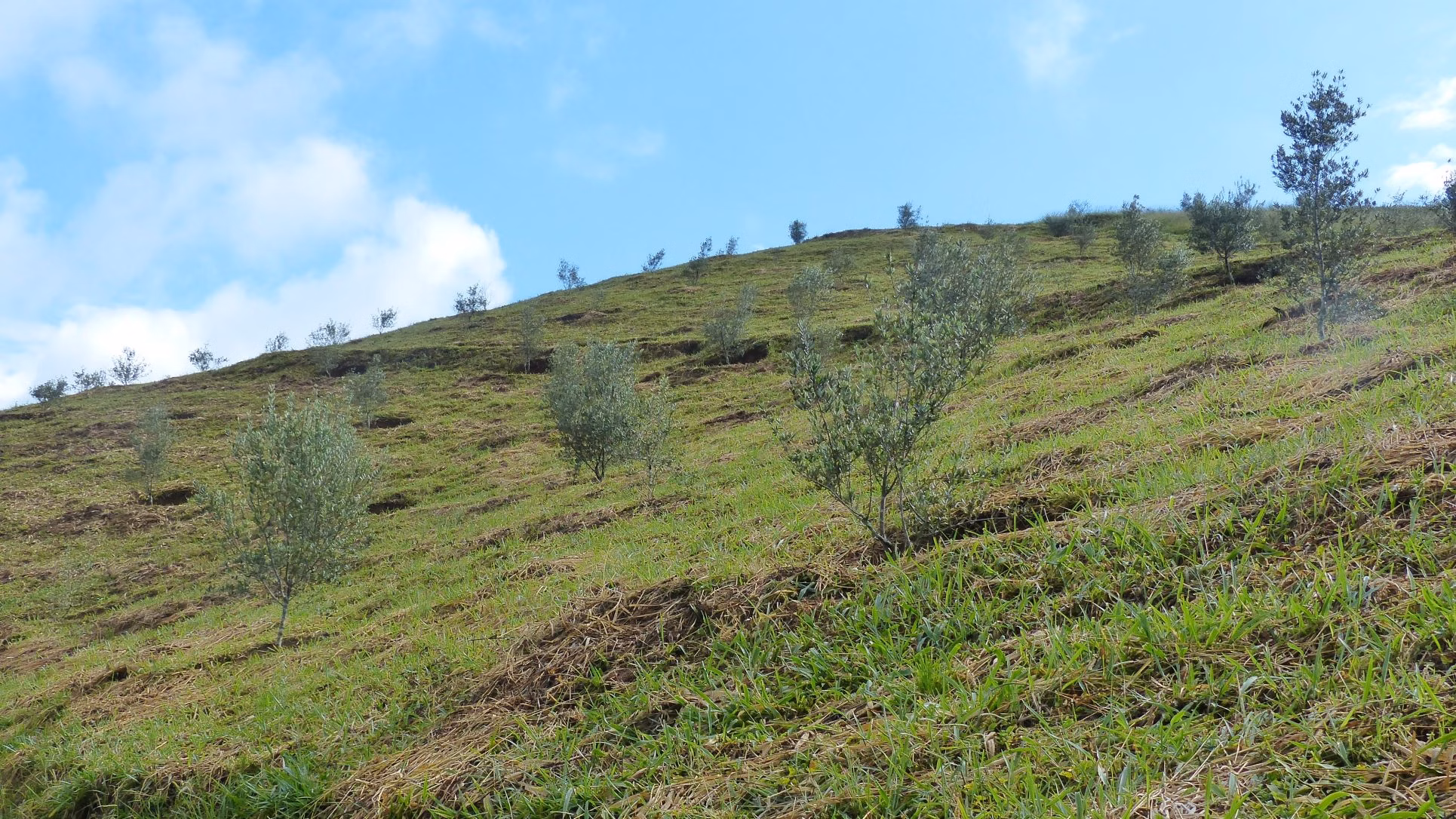 Small farm of 192 acres in Passa Vinte, MG, Brazil