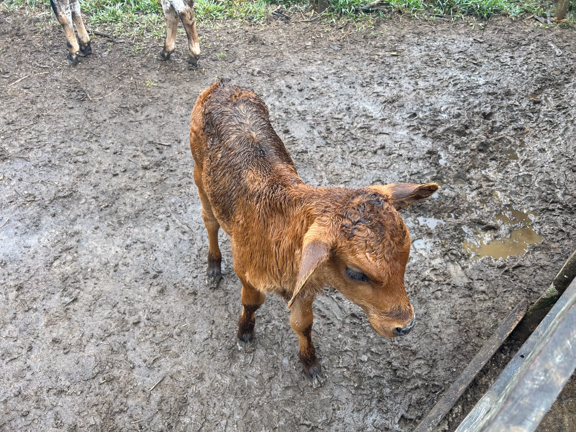 Small farm of 192 acres in Passa Vinte, MG, Brazil
