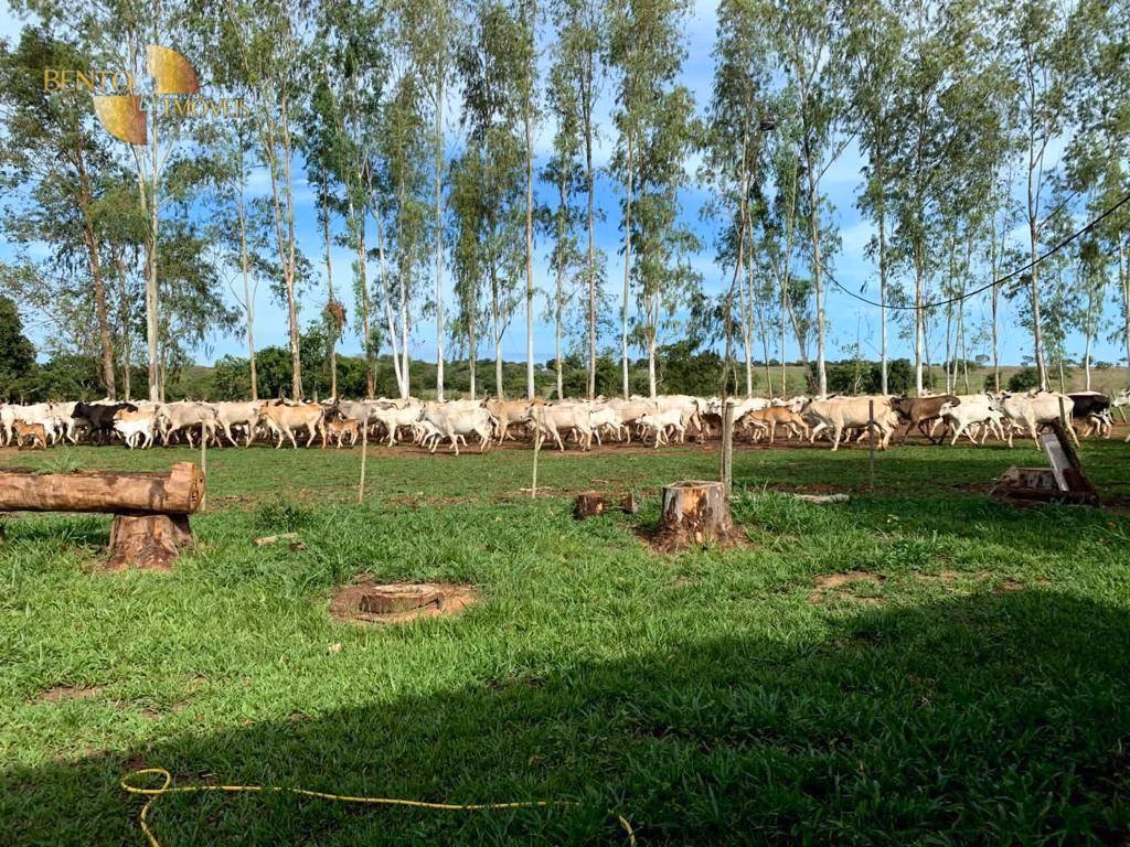 Fazenda de 722 ha em Rondonópolis, MT