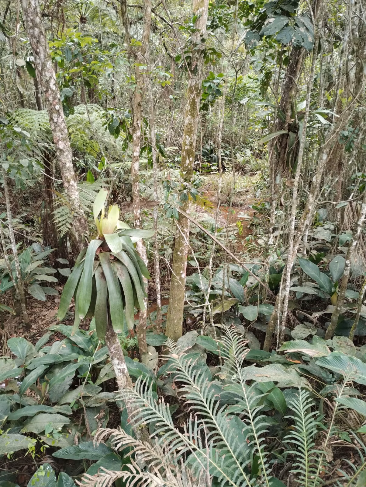 Sítio de 18 ha em Santa Isabel, SP