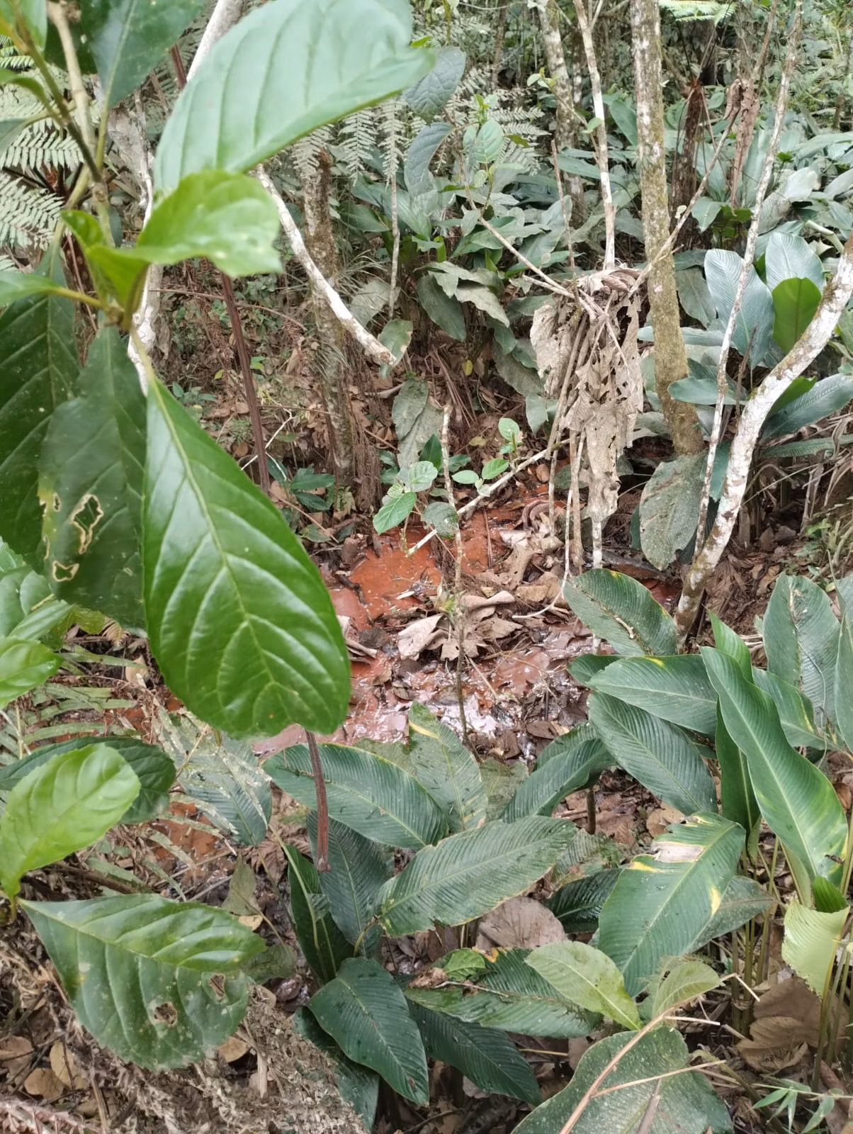 Small farm of 44 acres in Santa Isabel, SP, Brazil