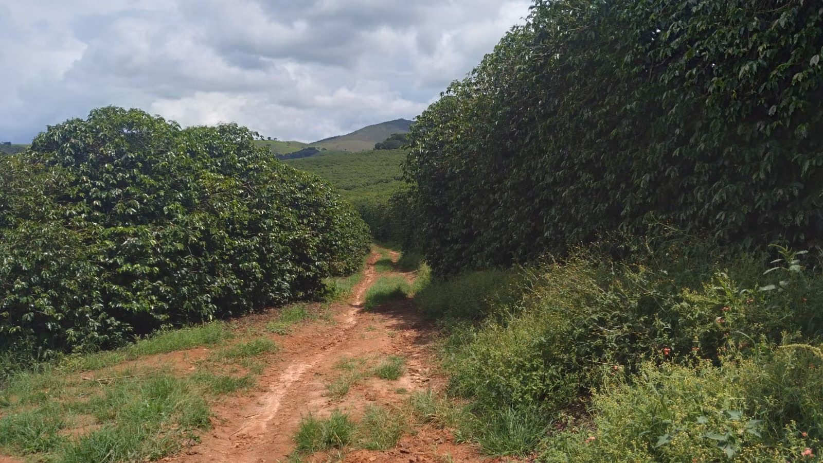 Farm of 509 acres in São Lourenço, MG, Brazil