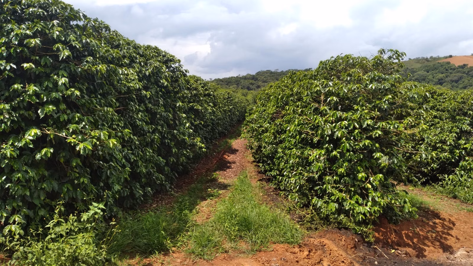Farm of 509 acres in São Lourenço, MG, Brazil