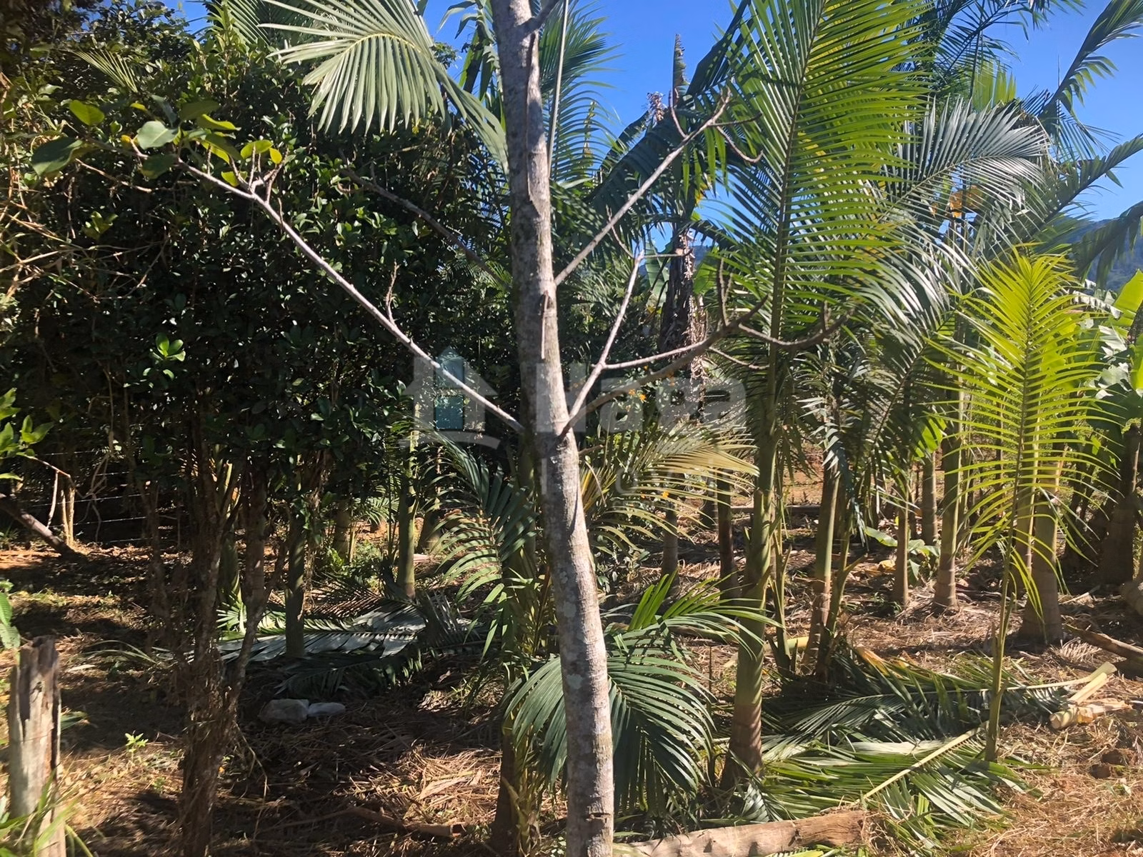Chácara de 2.000 m² em Tijucas, SC