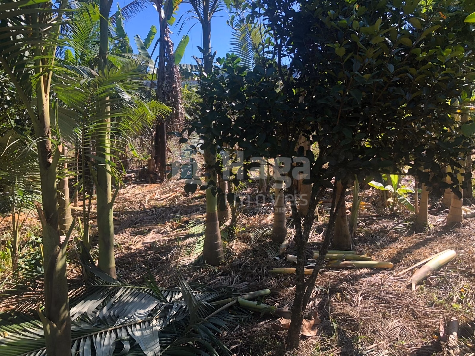 Chácara de 2.000 m² em Tijucas, SC