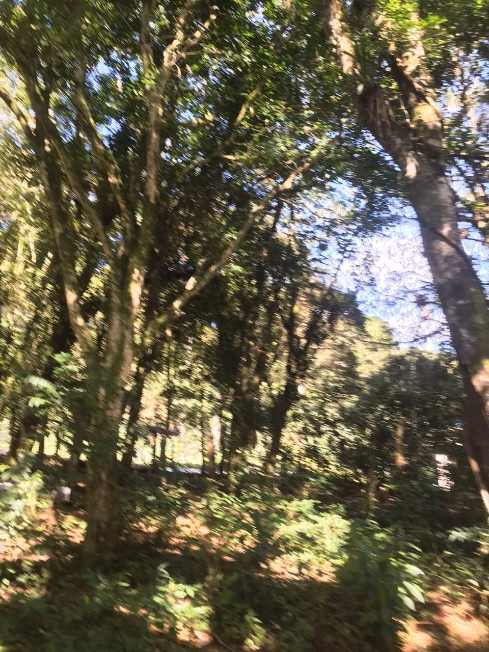 Chácara de 3 ha em Tijucas do Sul, PR