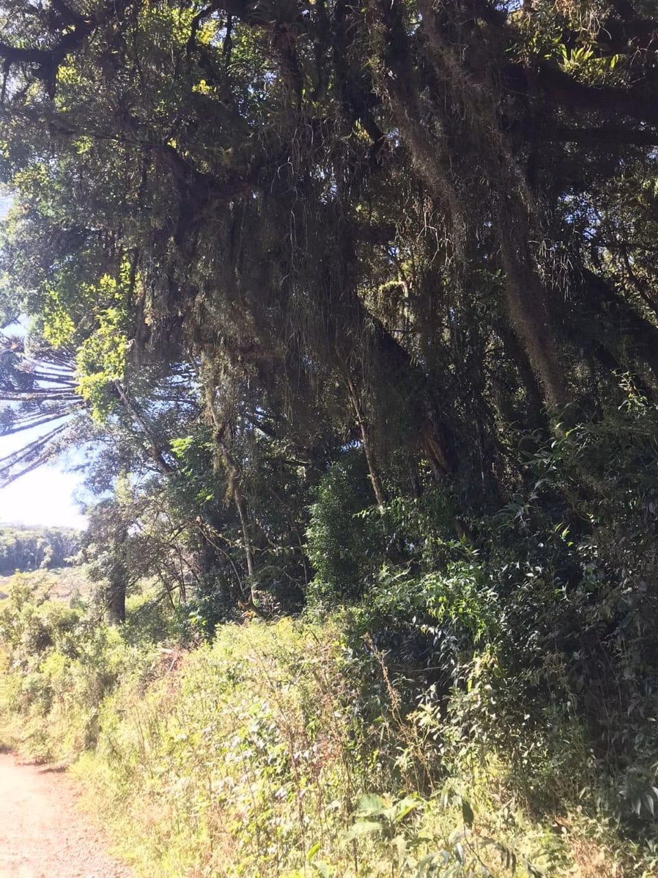 Chácara de 3 ha em Tijucas do Sul, PR