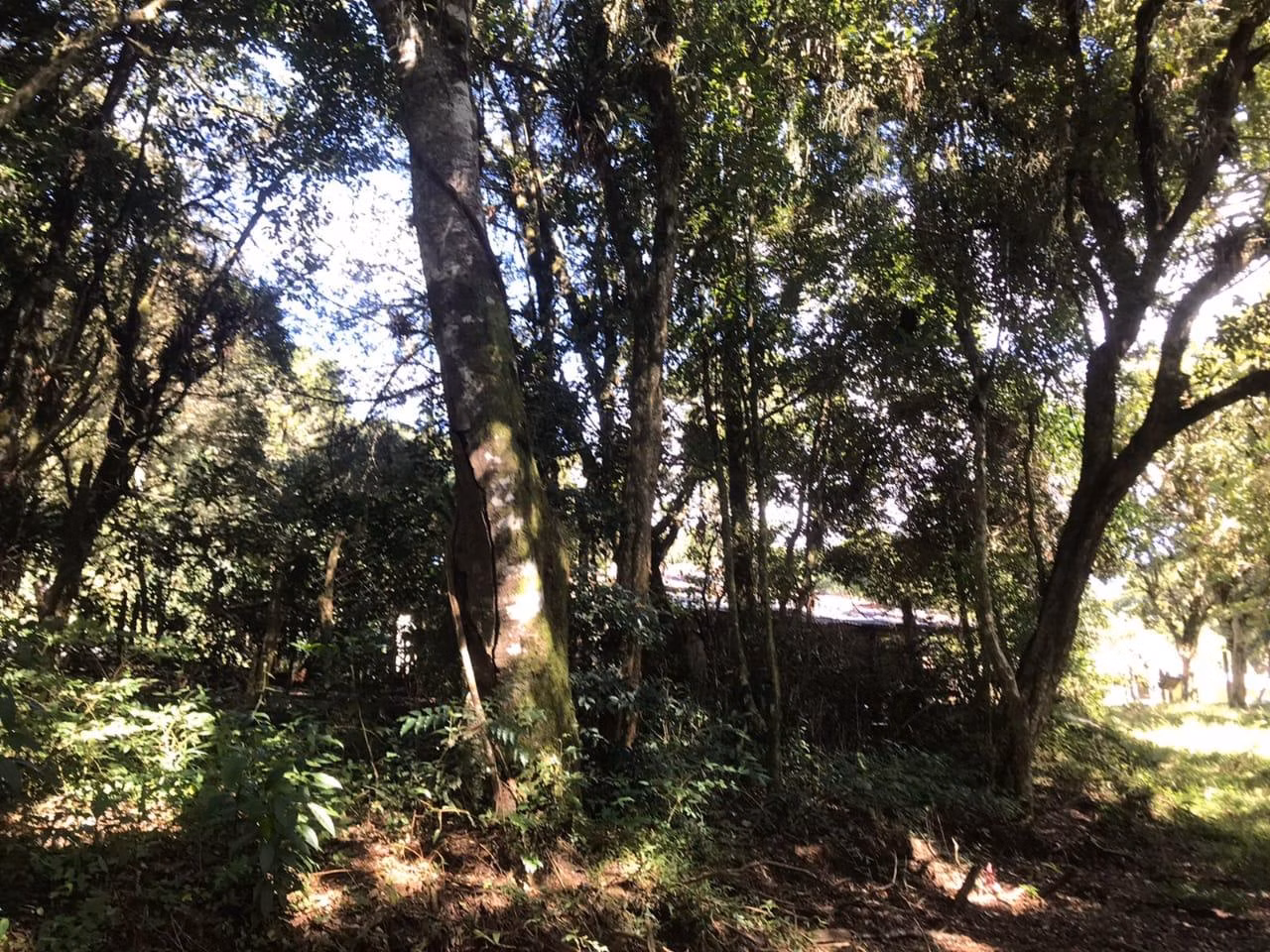 Chácara de 3 ha em Tijucas do Sul, PR
