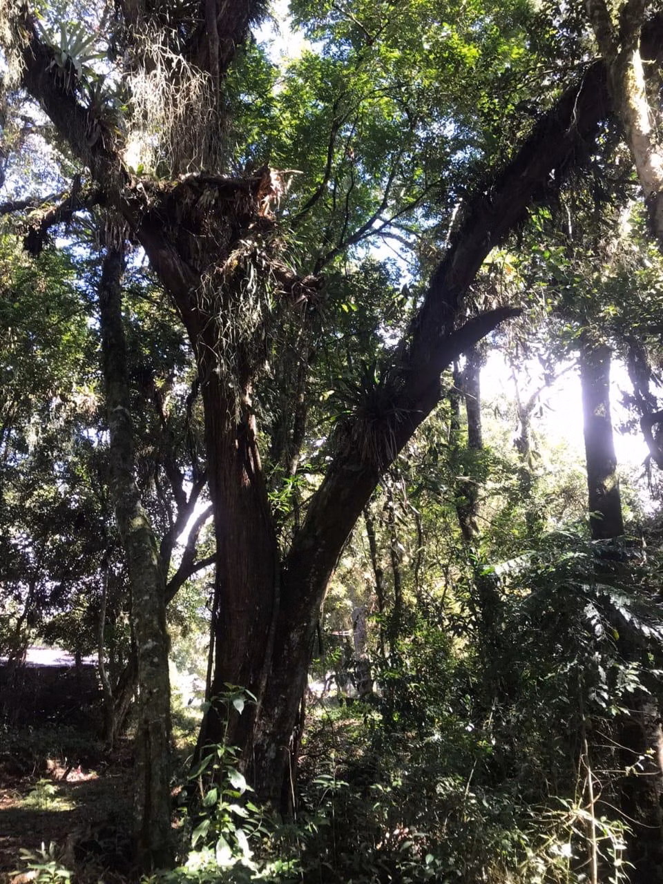 Chácara de 3 ha em Tijucas do Sul, PR
