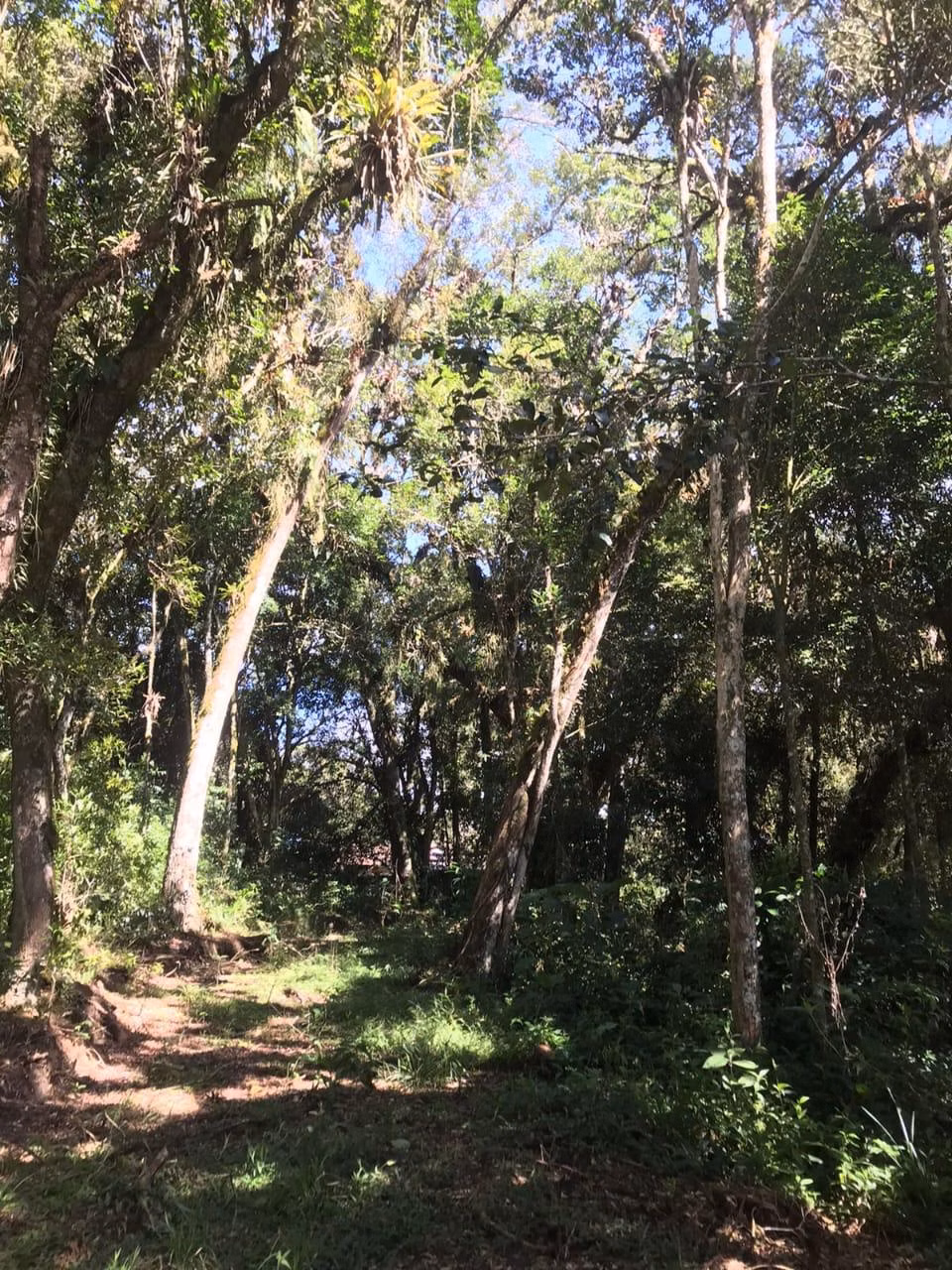 Chácara de 3 ha em Tijucas do Sul, PR