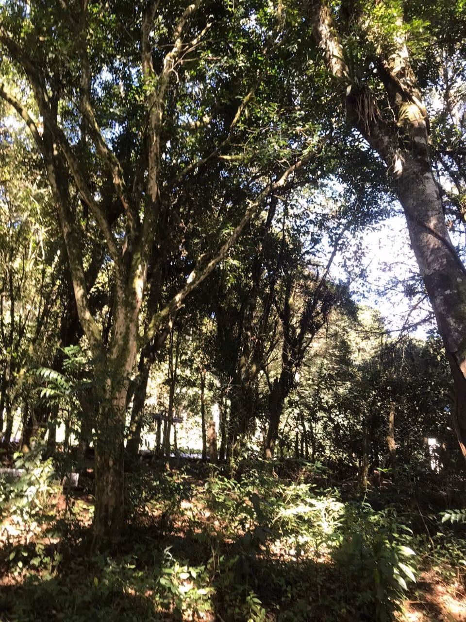 Chácara de 3 ha em Tijucas do Sul, PR