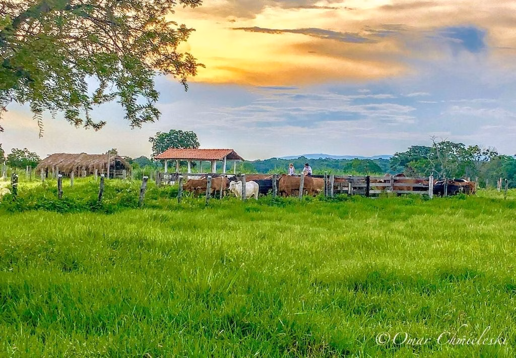 Small farm of 131 acres in Poconé, MT, Brazil