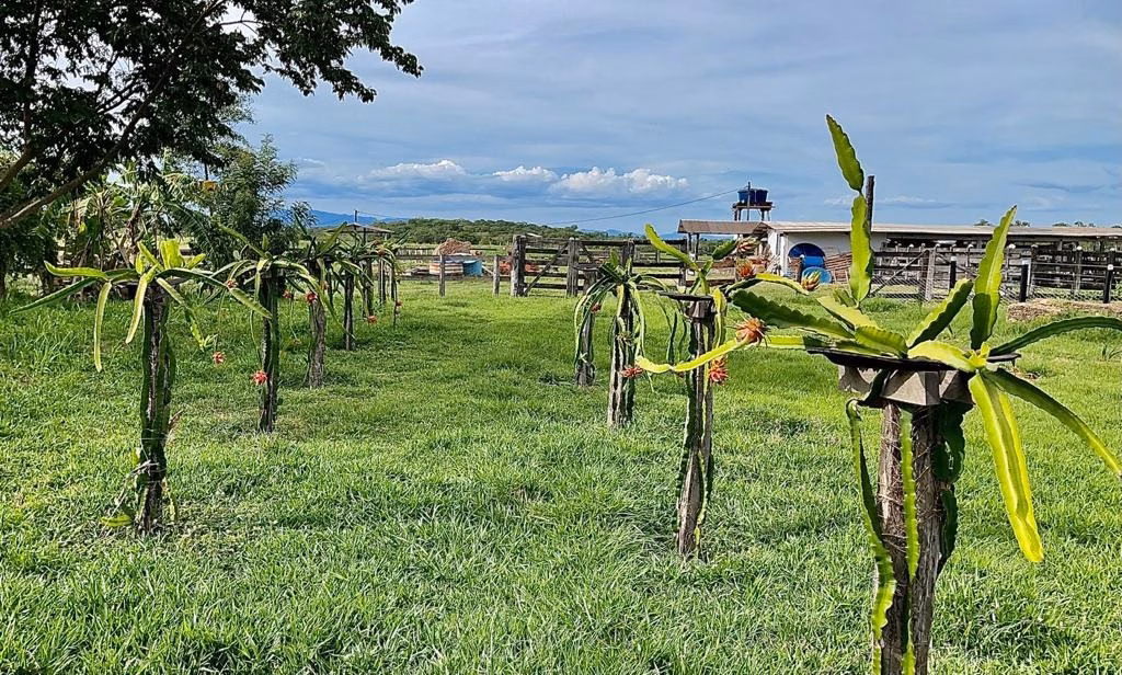 Small farm of 131 acres in Poconé, MT, Brazil