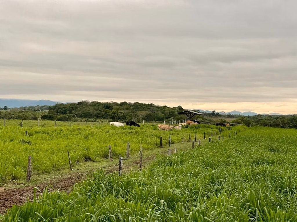Small farm of 131 acres in Poconé, MT, Brazil