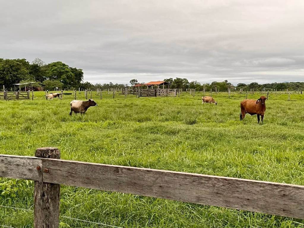 Small farm of 131 acres in Poconé, MT, Brazil