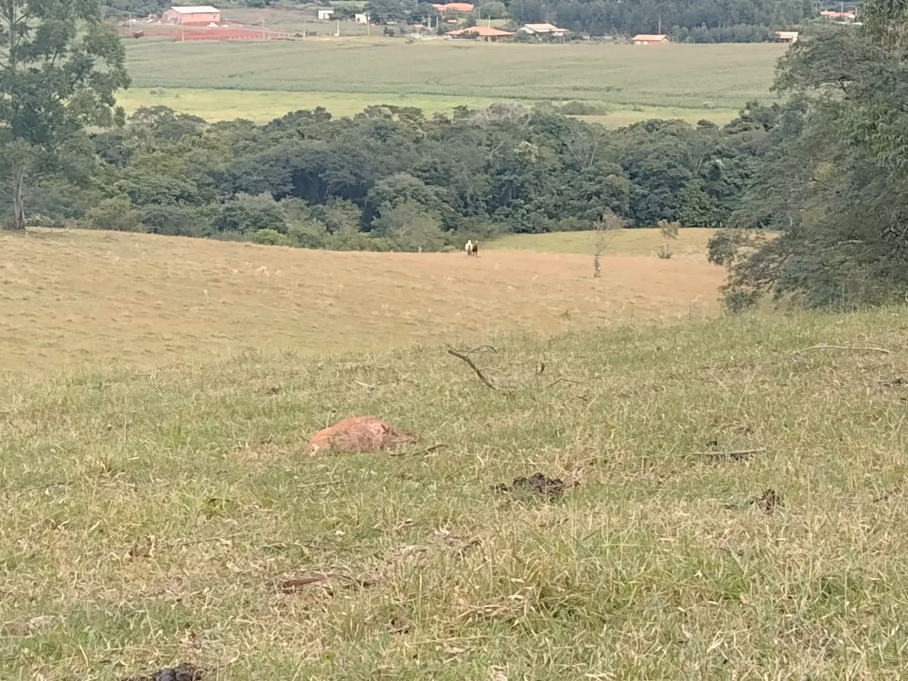 Small farm of 27 acres in Itapetininga, SP, Brazil