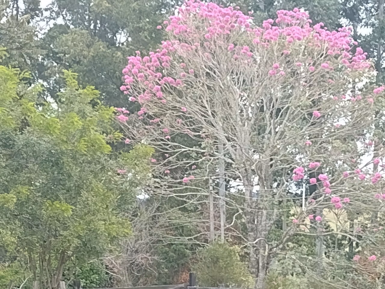 Small farm of 27 acres in Itapetininga, SP, Brazil