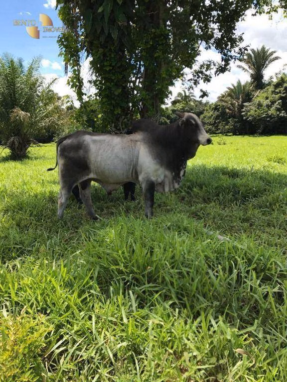 Fazenda de 551 ha em Nobres, MT