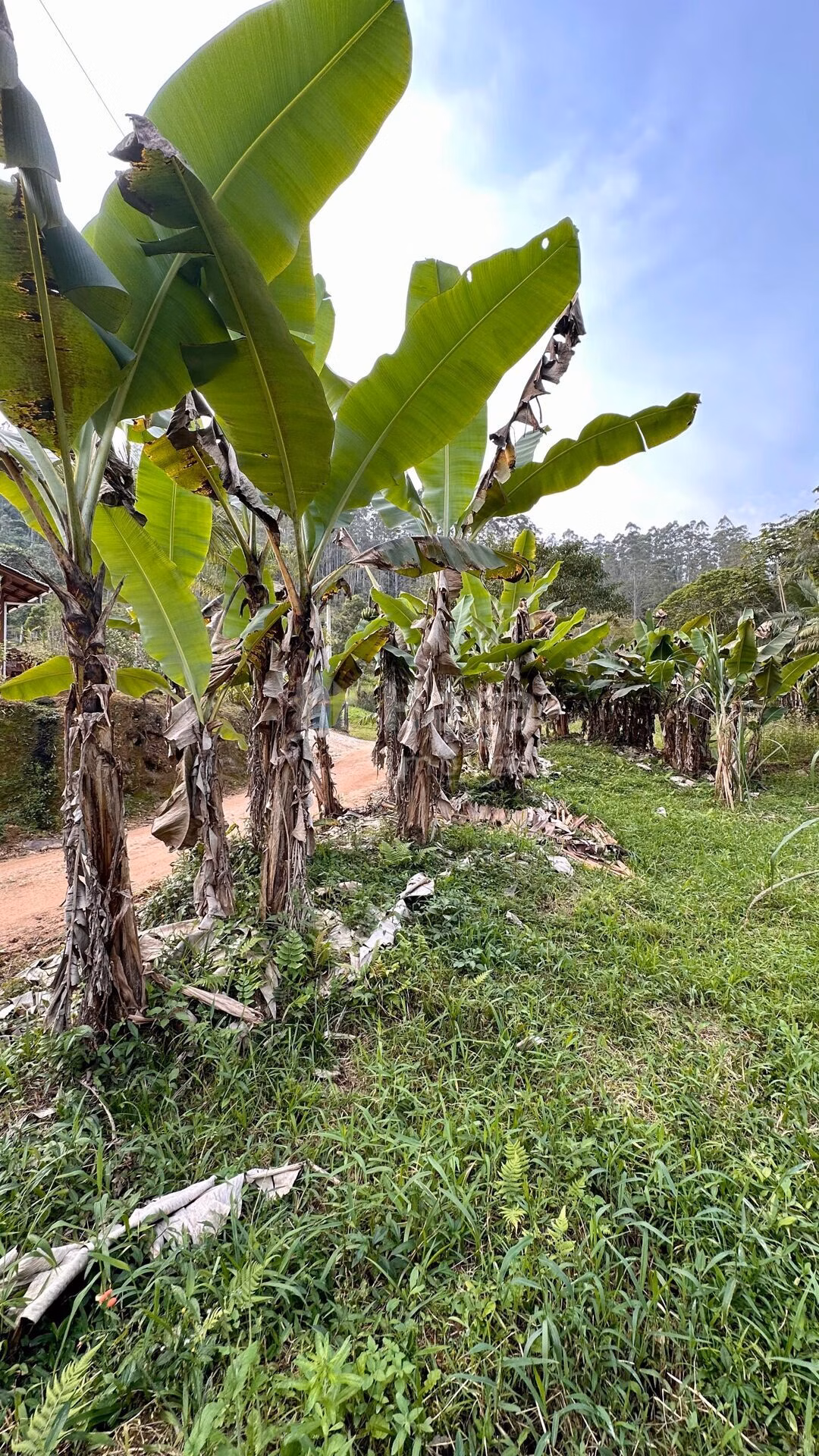 Farm of 6 acres in São João Batista, SC, Brazil