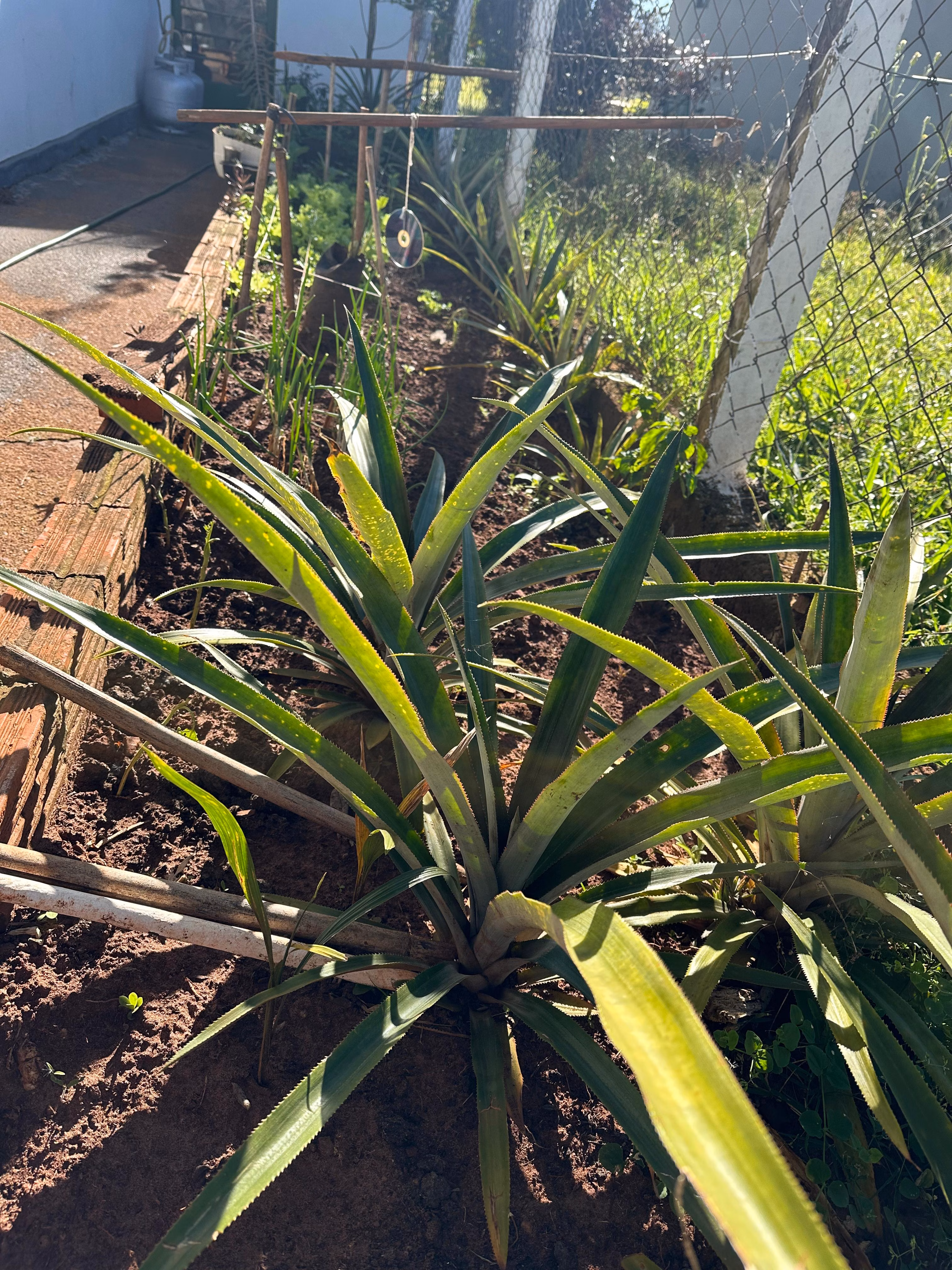 Chácara de 2.500 m² em Santa Cruz do Rio Pardo, SP