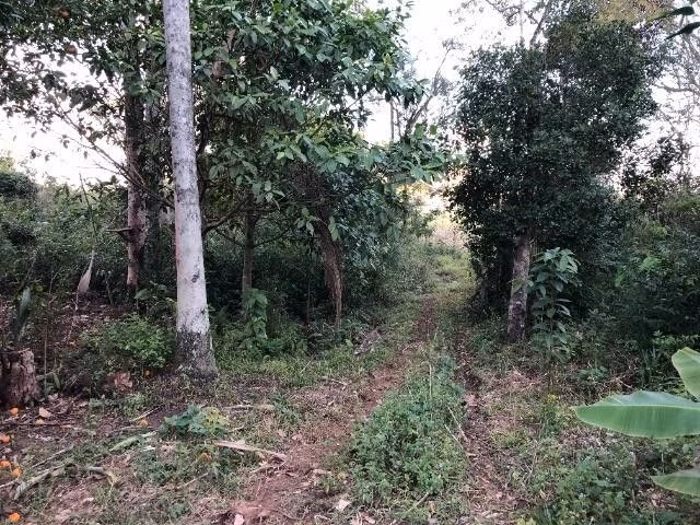 Terreno de 5 ha em Santo Antônio da Patrulha, RS