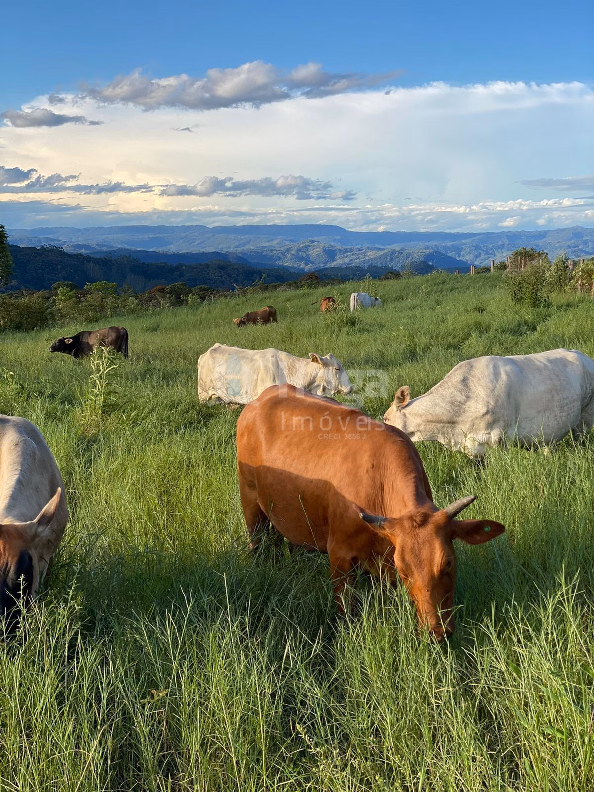 Farm of 1,942 acres in Timbó, SC, Brazil