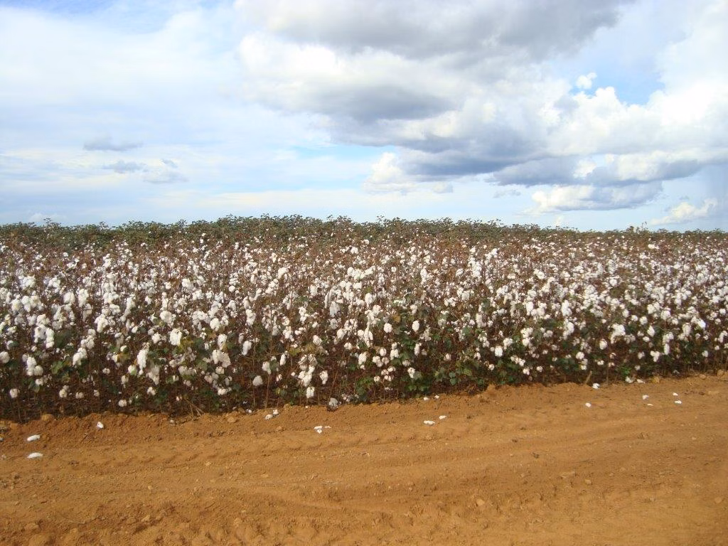 Fazenda de 16.932 ha em Nova Ubiratã, MT