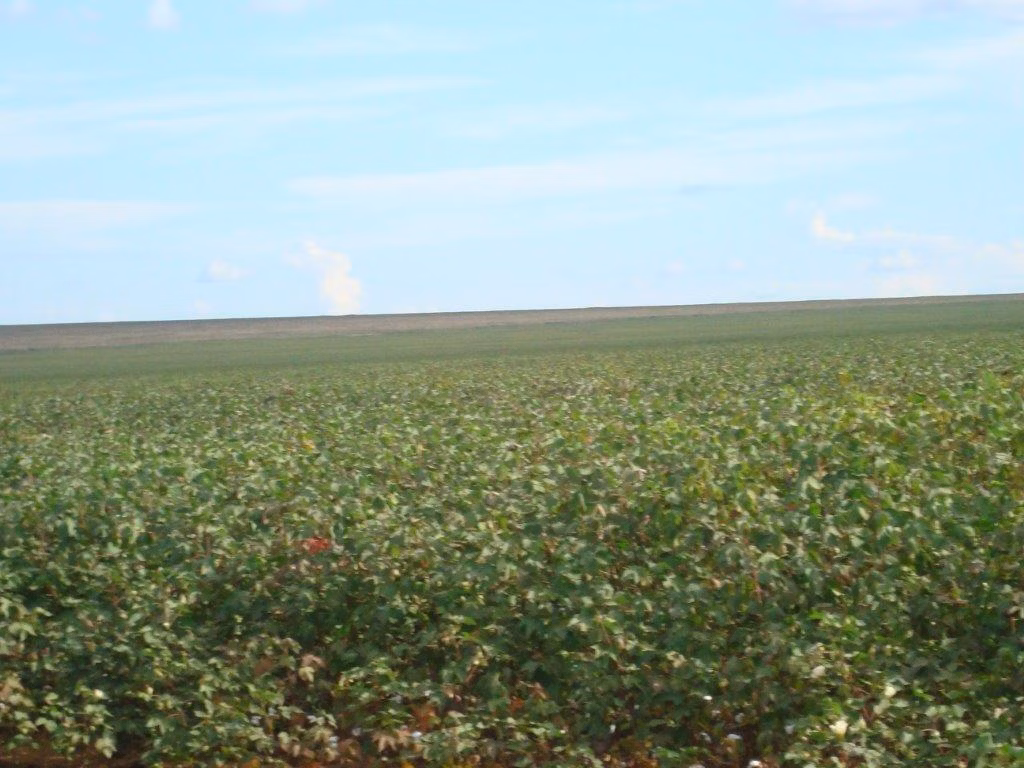 Fazenda de 16.932 ha em Nova Ubiratã, MT