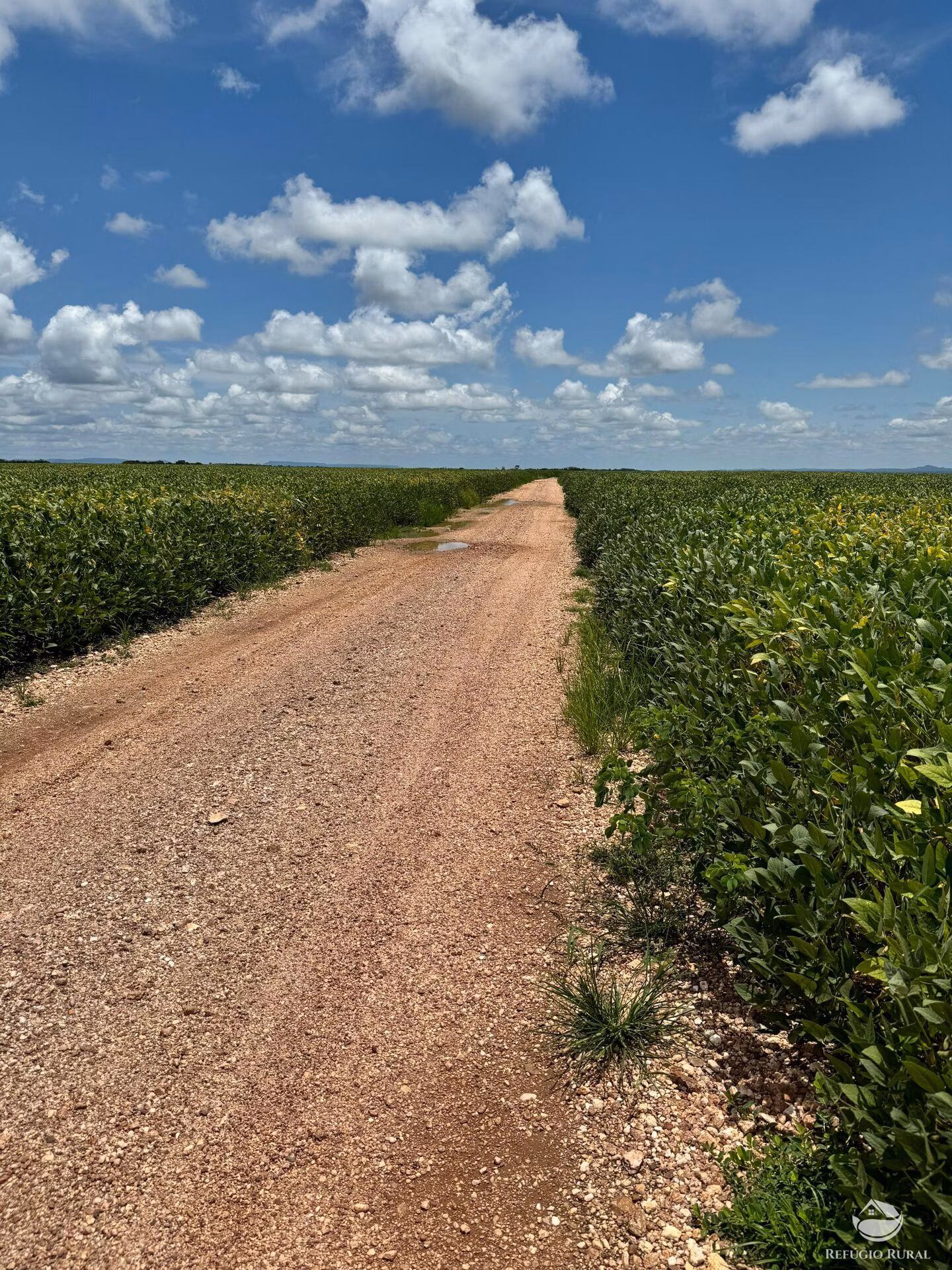 Fazenda de 803 ha em Nova Brasilândia, MT