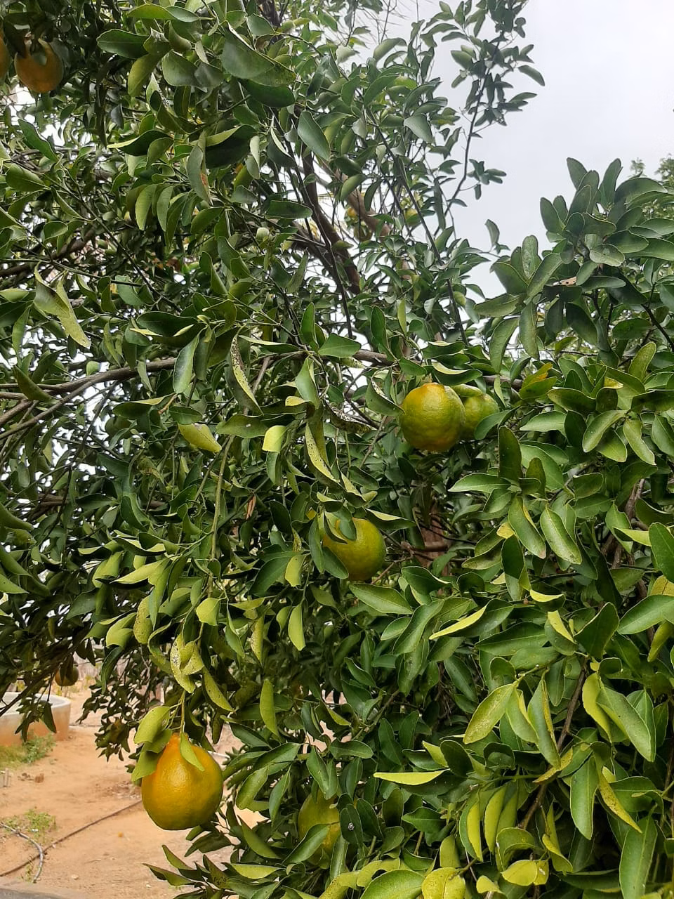 Sítio de 5 ha em Verdelândia, MG