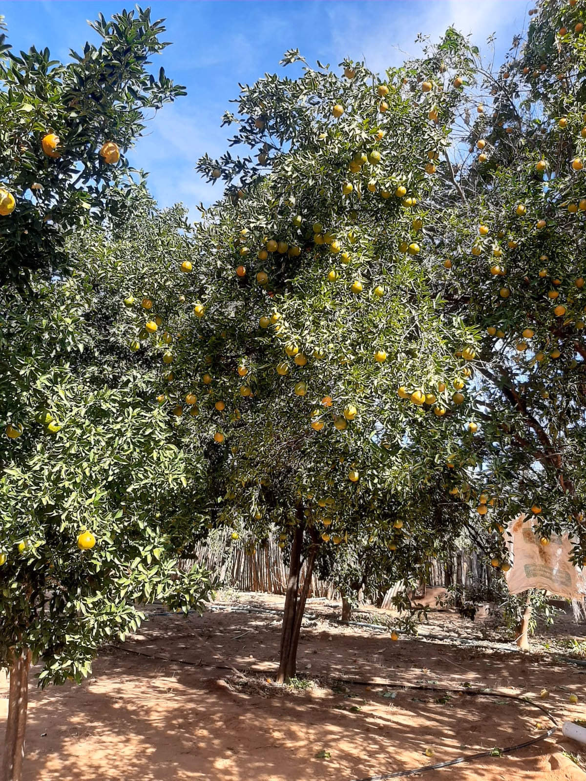 Small farm of 12 acres in Verdelândia, MG, Brazil