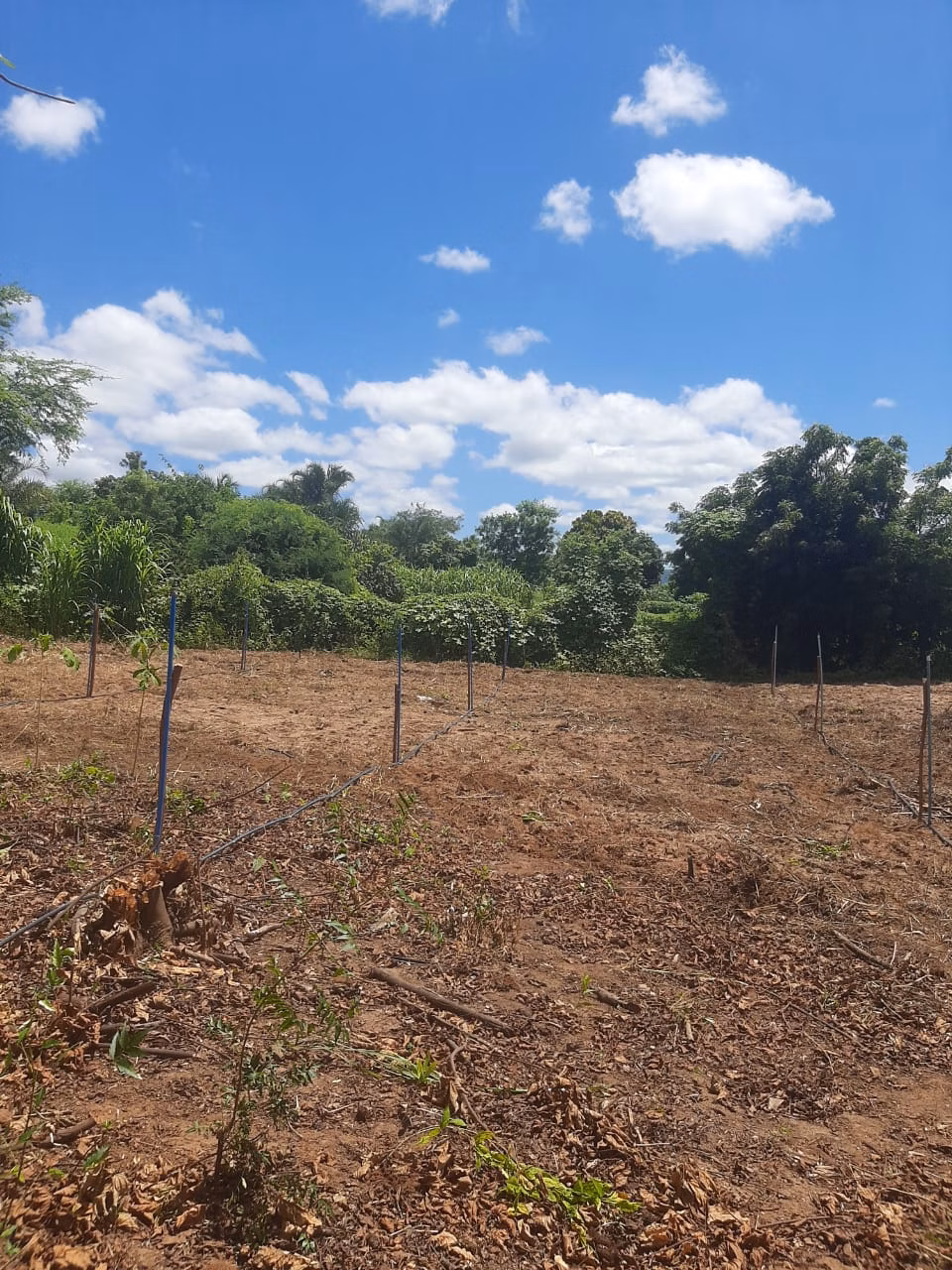 Small farm of 12 acres in Verdelândia, MG, Brazil