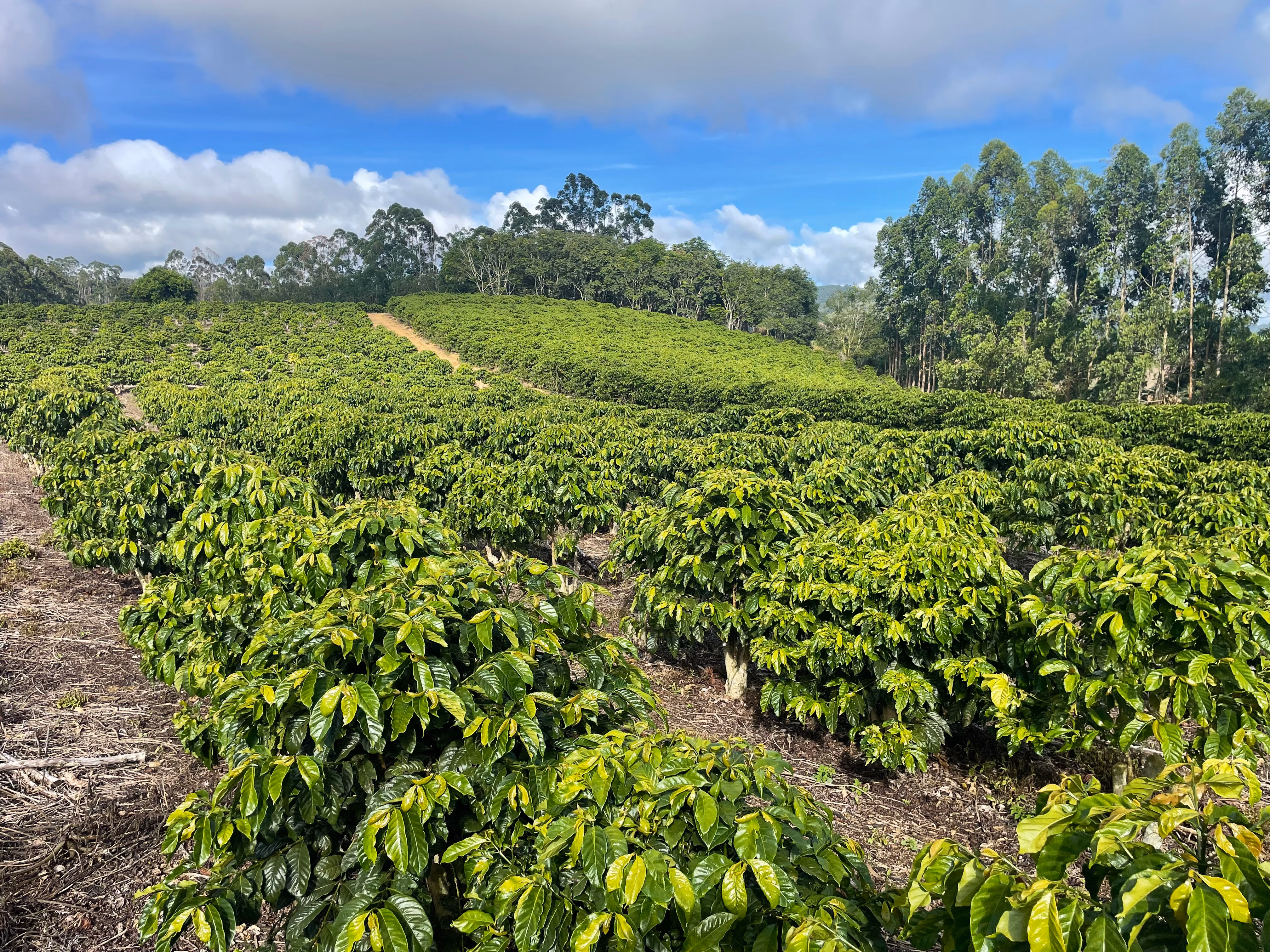 Fazenda à venda de 110 ha em Santa Teresa, ES