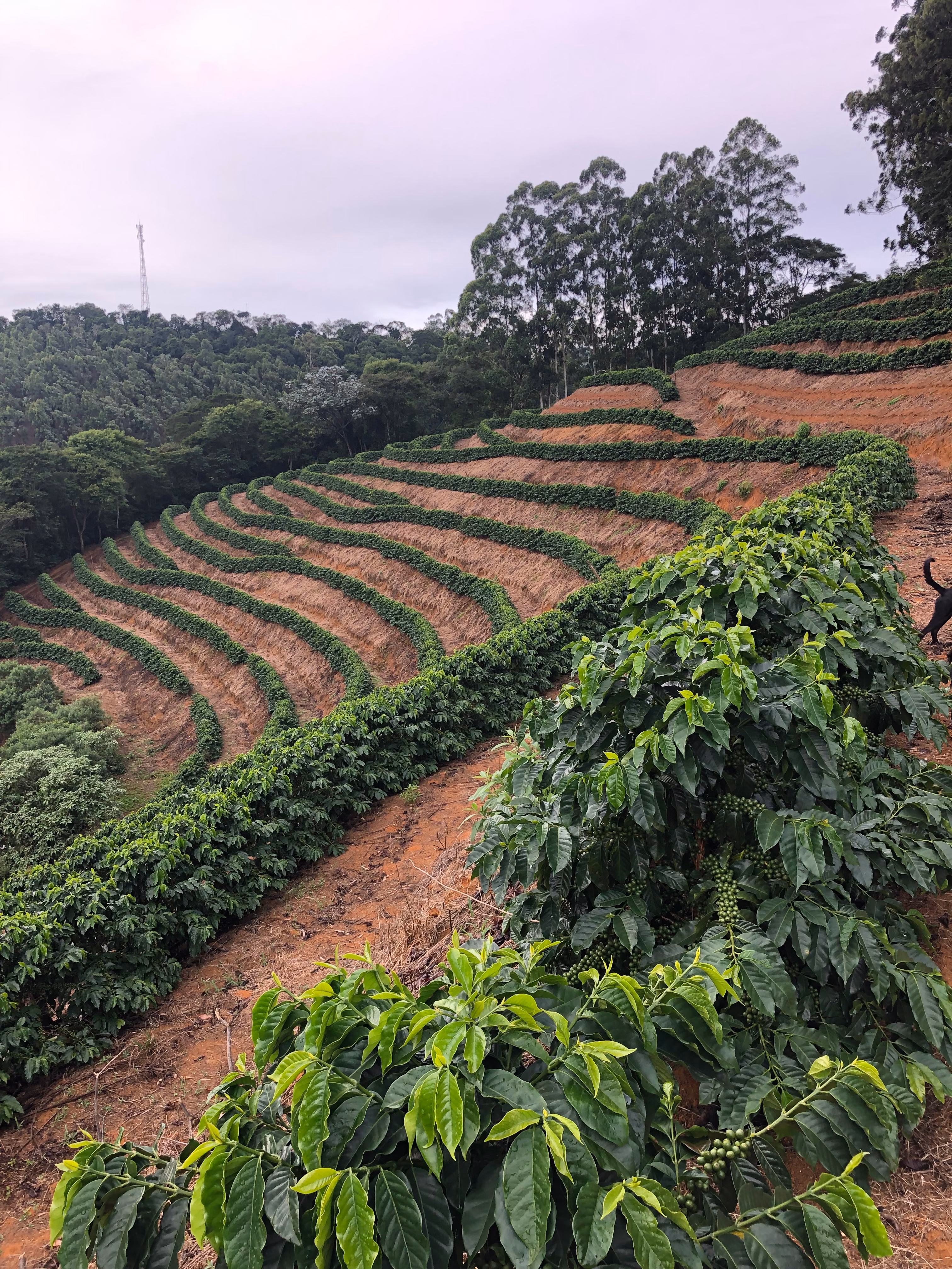 Fazenda à venda de 110 ha em Santa Teresa, ES